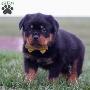 Rambo, Rottweiler Puppy